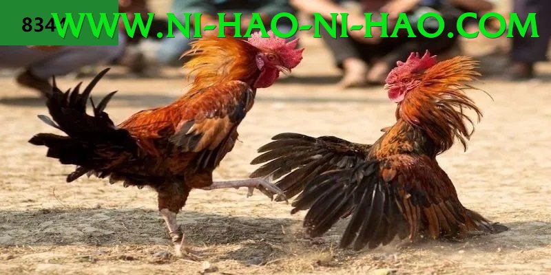 Đá Gà Trực Tiếp - Ưu đãi đặc biệt